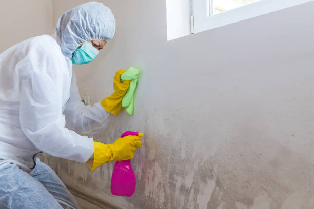 Best Biohazard Mold Removal  in Channel Lake, IL